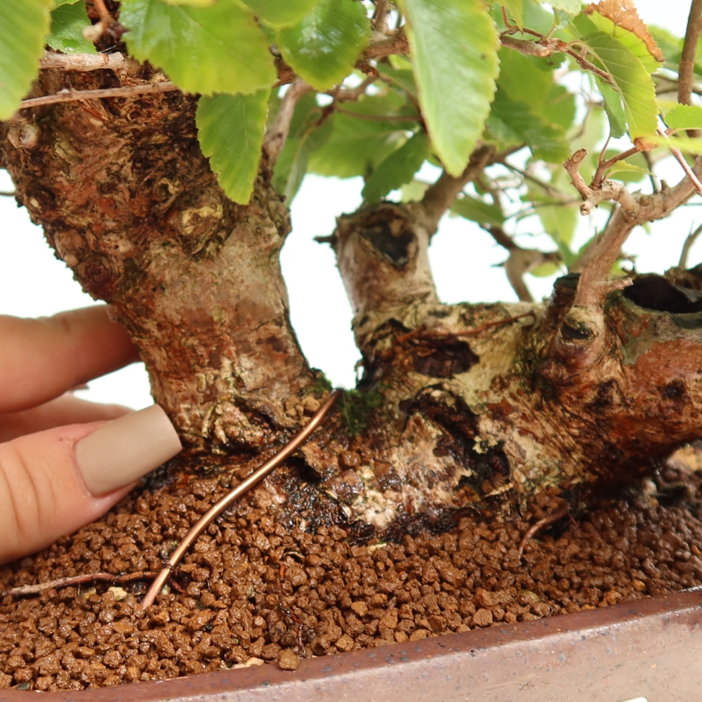 Venkovní bonsai -Carpinus CARPINOIDES - Habr korejský