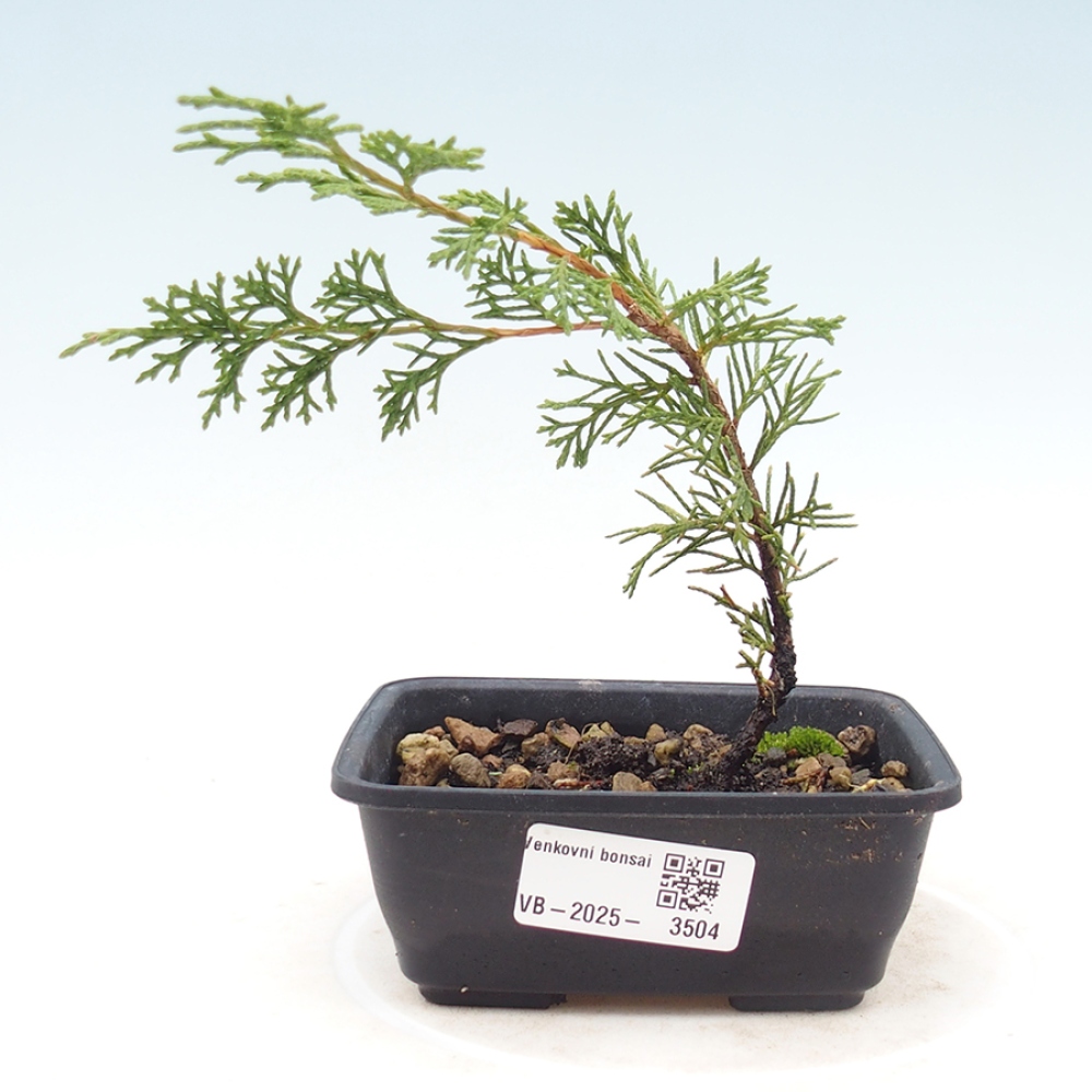 Venkovní bonsai - Juniperus chinensis Itoigawa -Jalovec čínský