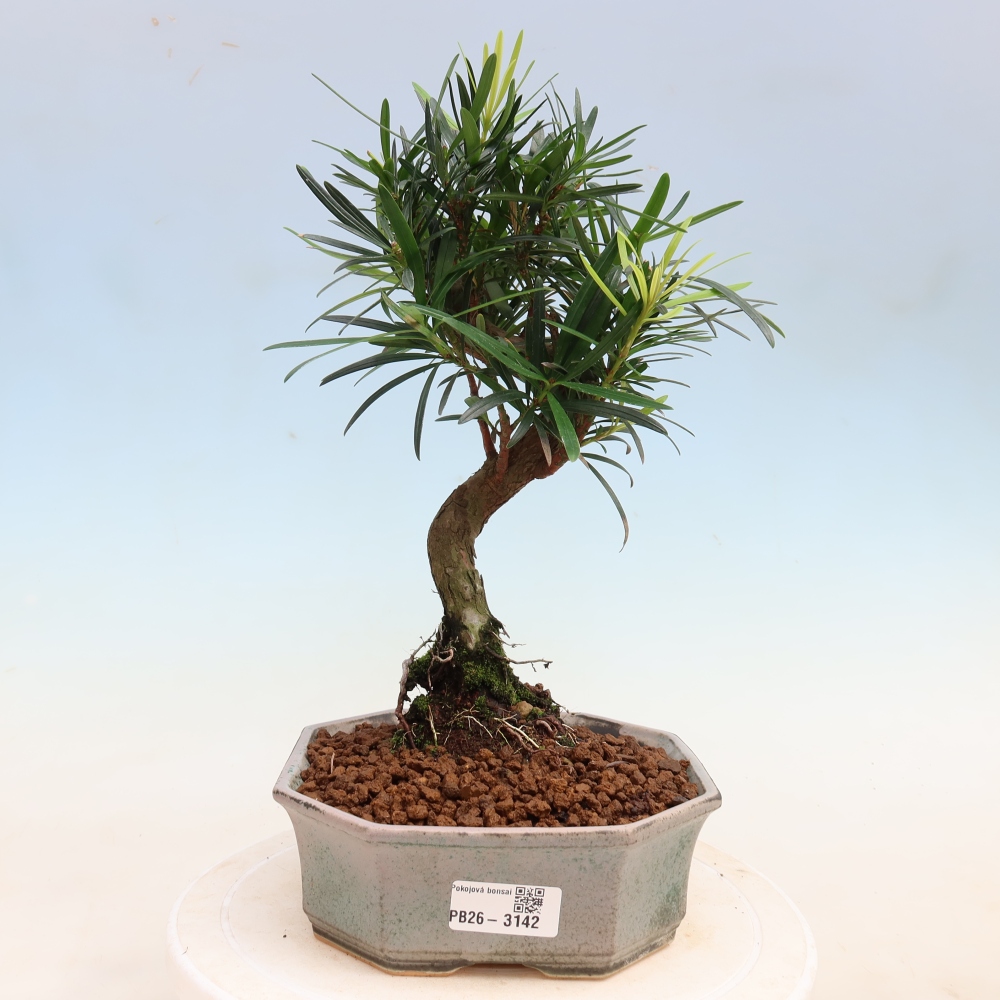 Pokojová bonsai - Podocarpus - Kamenný tis