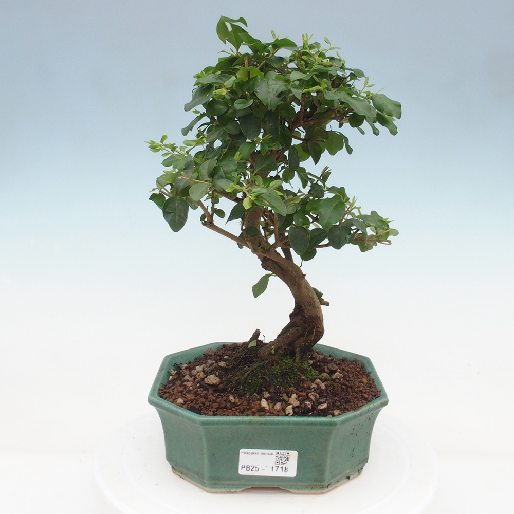Pokojová bonsai -Ligustrum chinensis - Ptačí zob