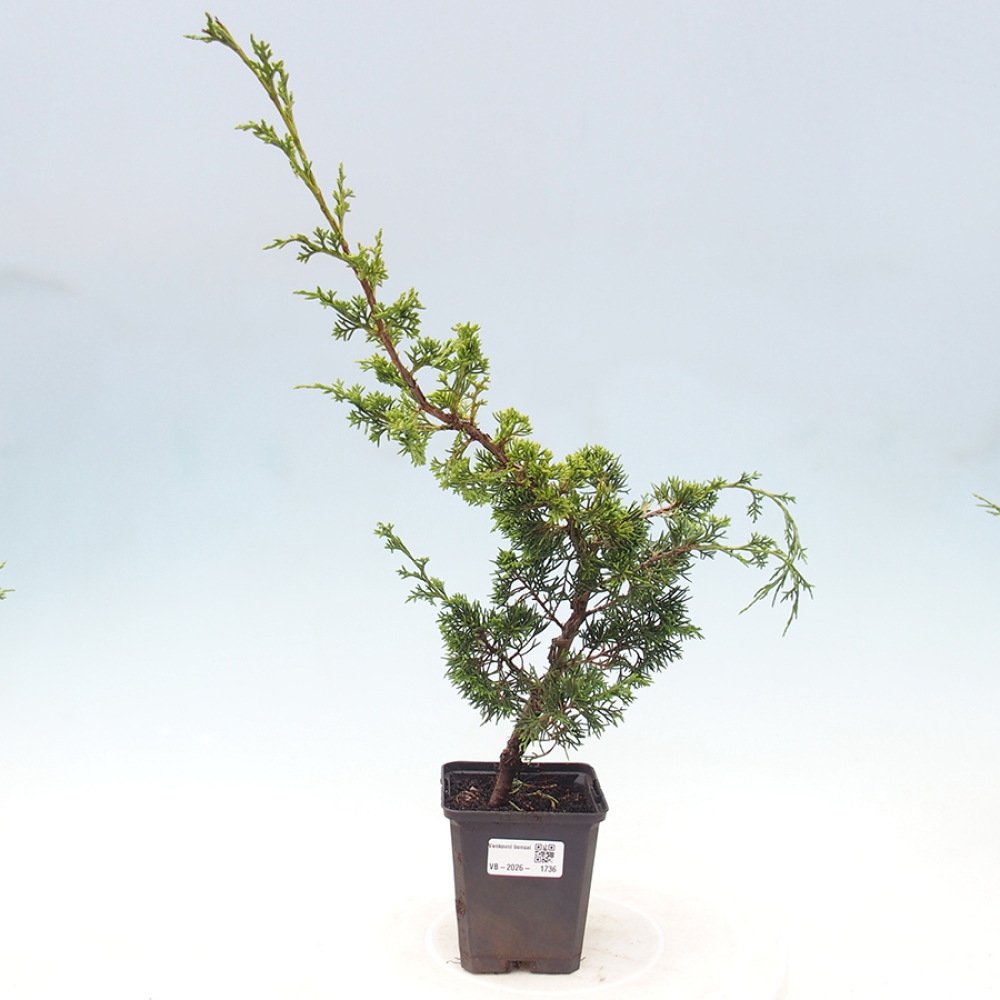 Venkovní bonsai - Juniperus chinensis Itoigawa -Jalovec čínský