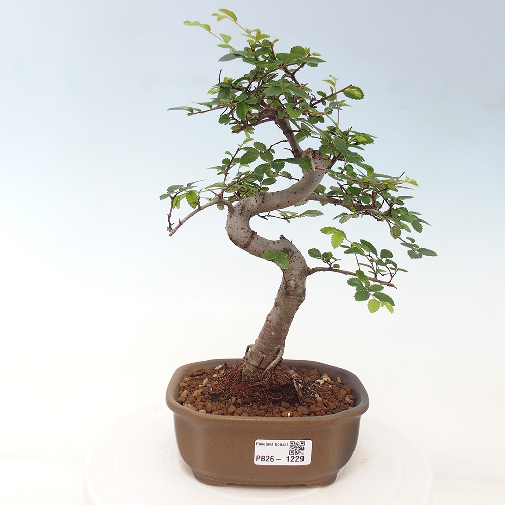 Pokojová bonsai - Ulmus parvifolia - Malolistý jilm