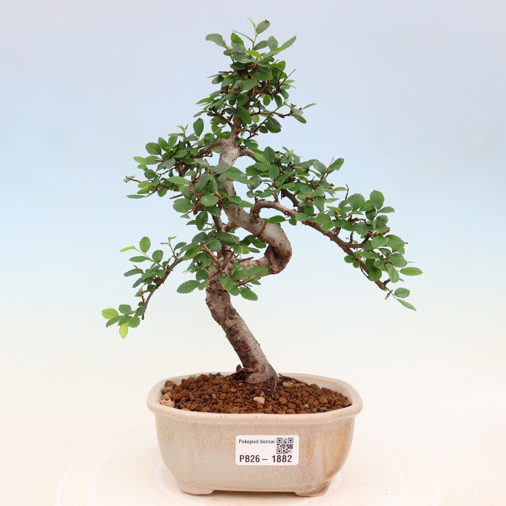 Pokojová bonsai - Ulmus parvifolia - Malolistý jilm