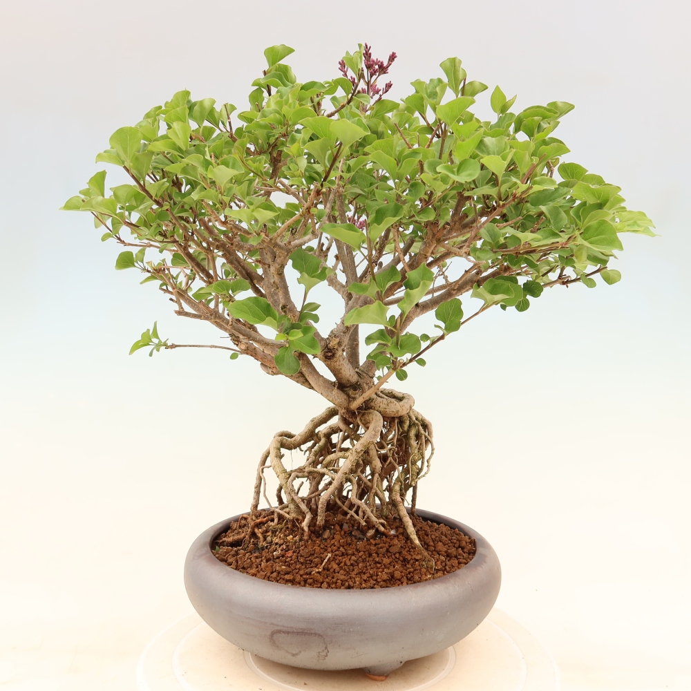 Venkovní  bonsai -  Syringa microphylla - malokvětý šeřík