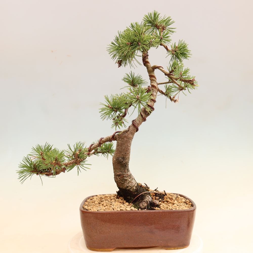 Venkovní bonsai - Pinus mugo Humpy  - Borovice kleč
