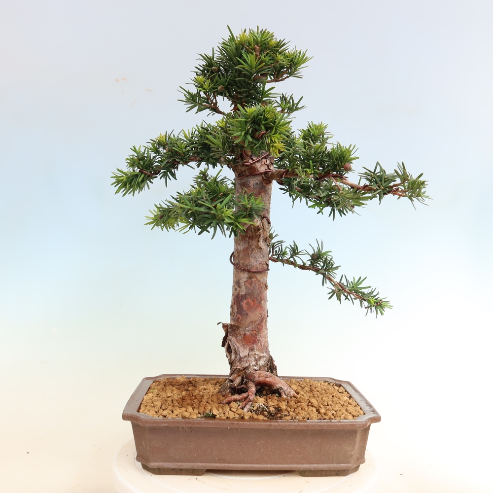Venkovní bonsai - Taxus cuspidata  - Tis japonský