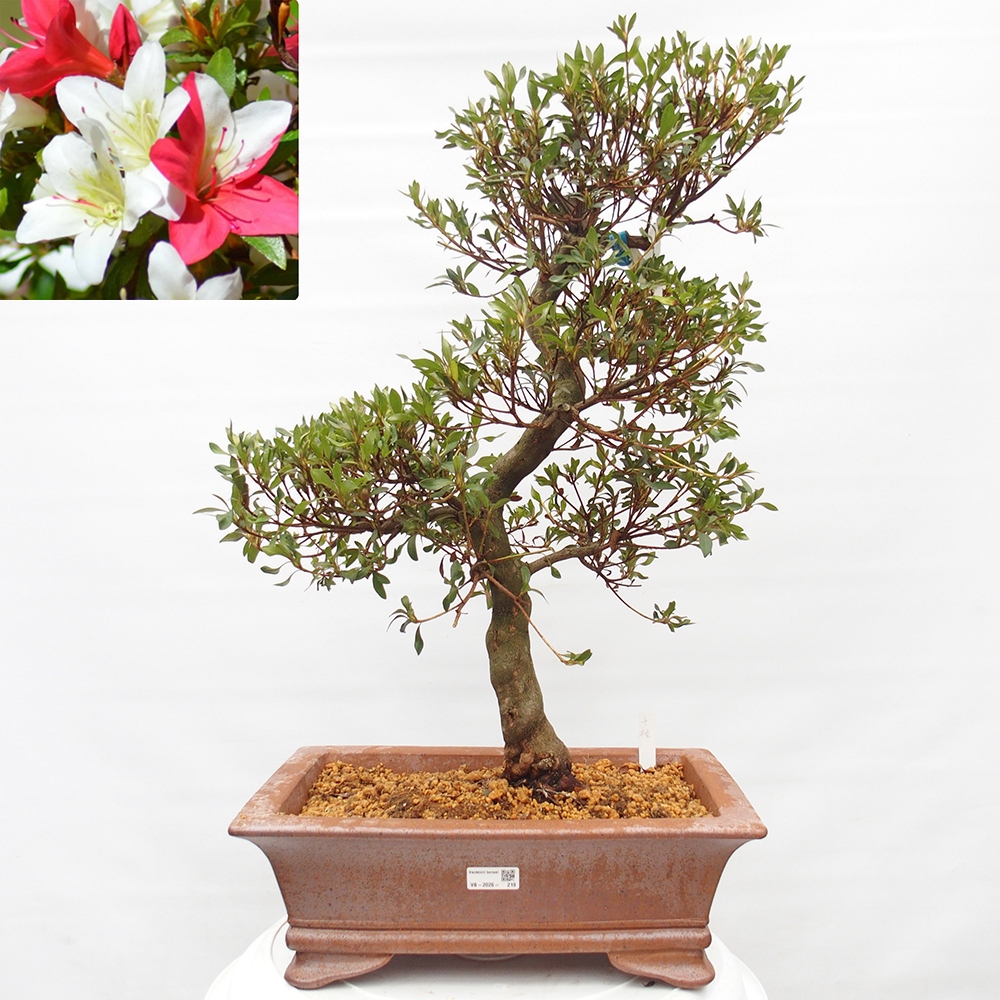 Venkovní bonsai - Japonská azalka - Azalea Chihiro