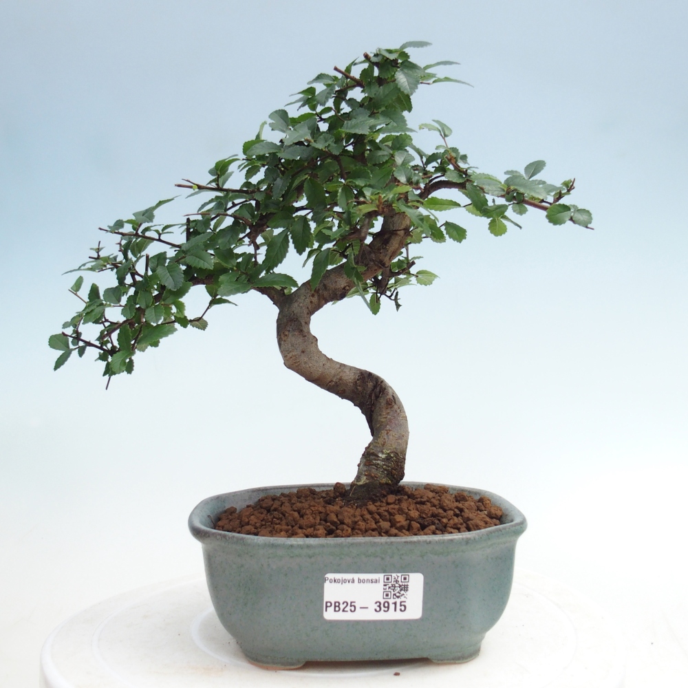 Pokojová bonsai - Ulmus parvifolia - Malolistý jilm