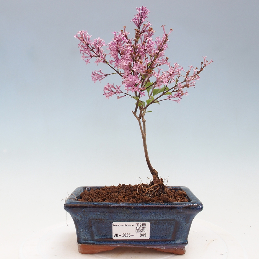 Venkovní bonsai - Syringa Meyeri Palibin - Šeřík Meyerův