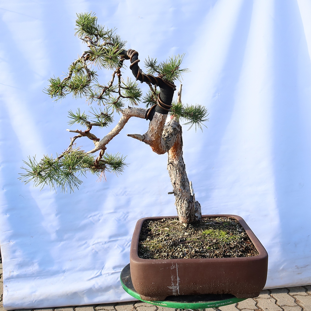 Pinus sylvestris Španělsko - borovice lesní