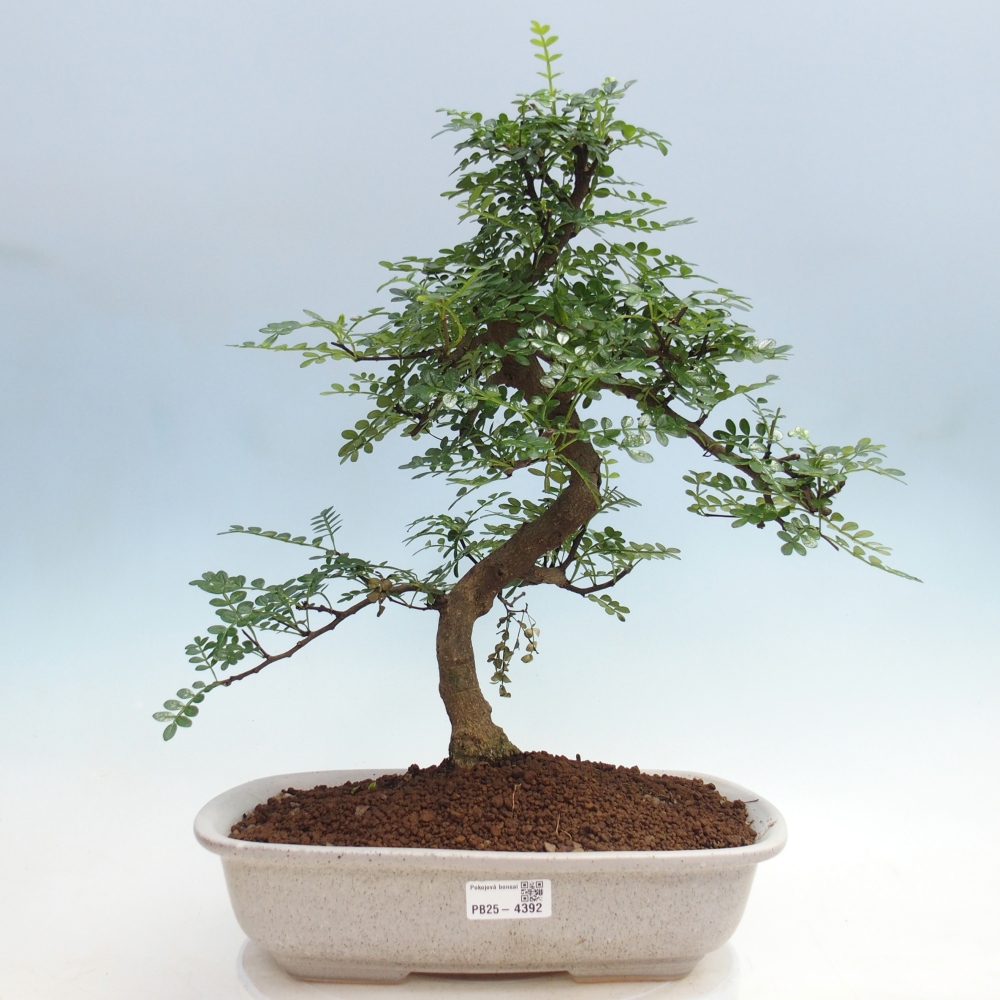 Pokojová bonsai - Zantoxylum piperitum - pepřovník