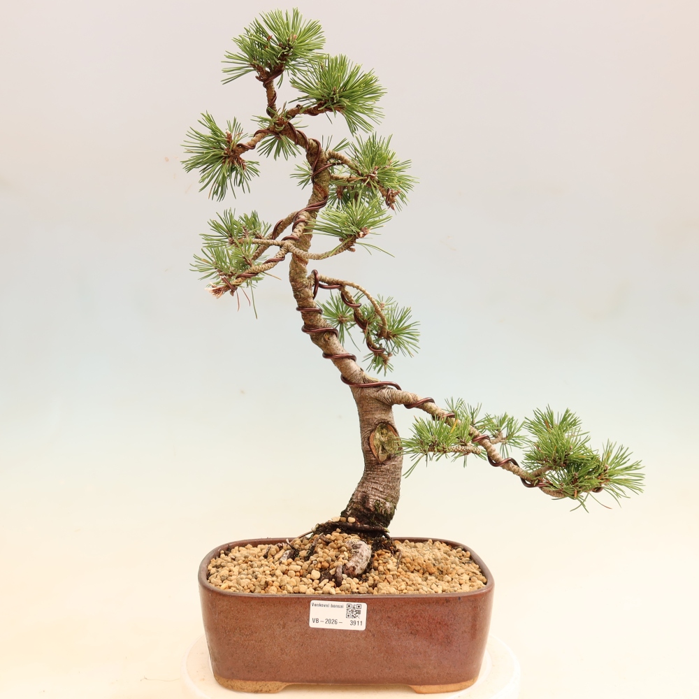 Venkovní bonsai - Pinus mugo Humpy  - Borovice kleč