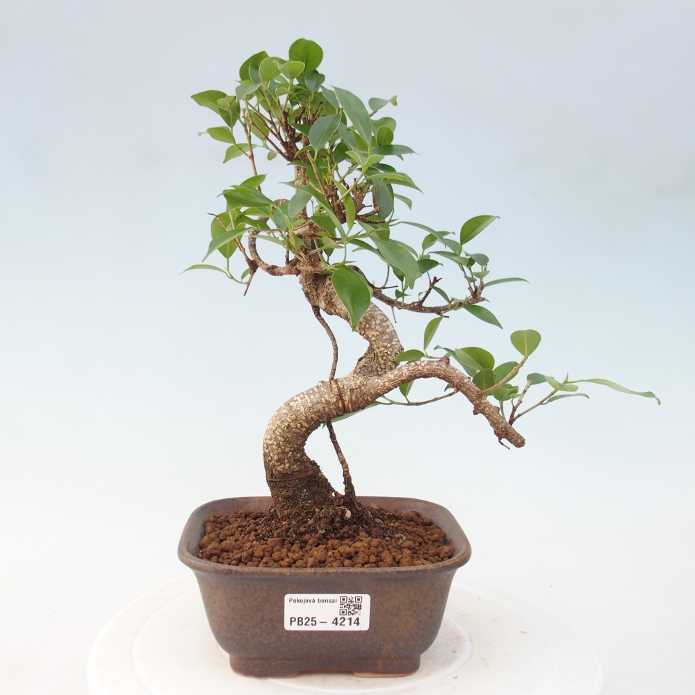 Pokojová bonsai - Ficus retusa -  malolistý fíkus
