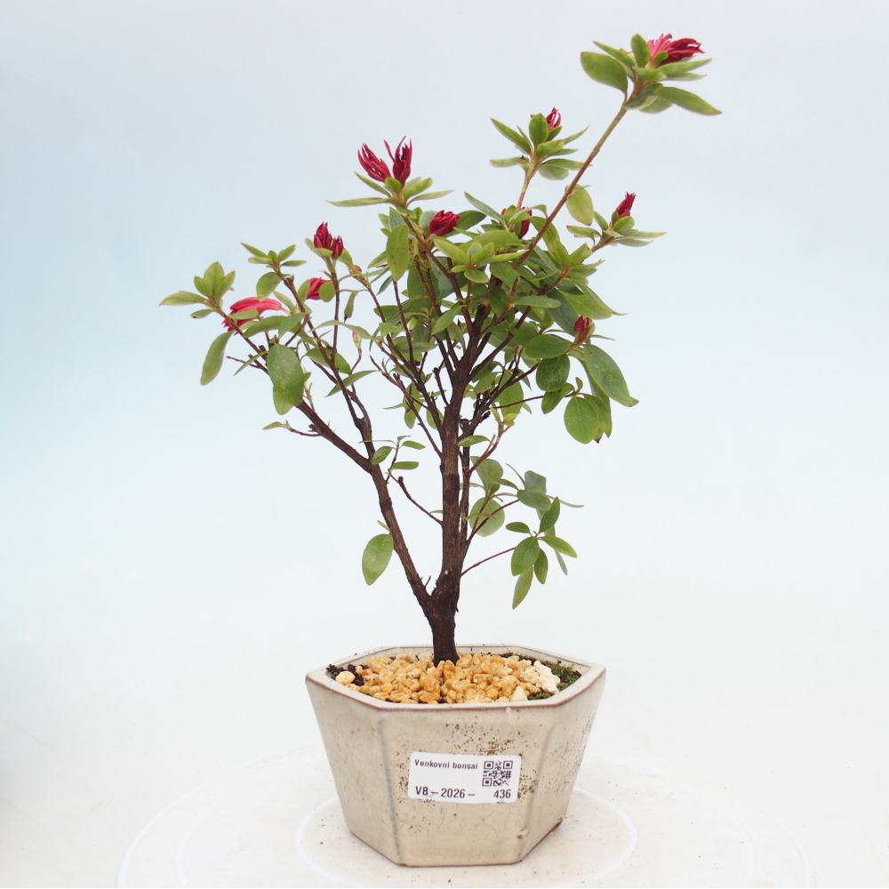 Venkovní bonsai - Japonská azalka - Azalea sp.
