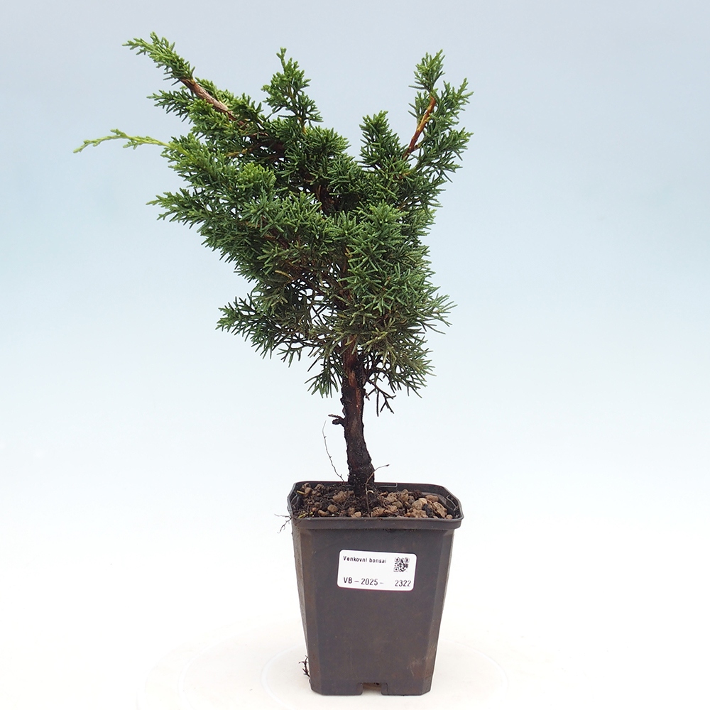 Venkovní bonsai - Juniperus chinensis Kishu -Jalovec čínský