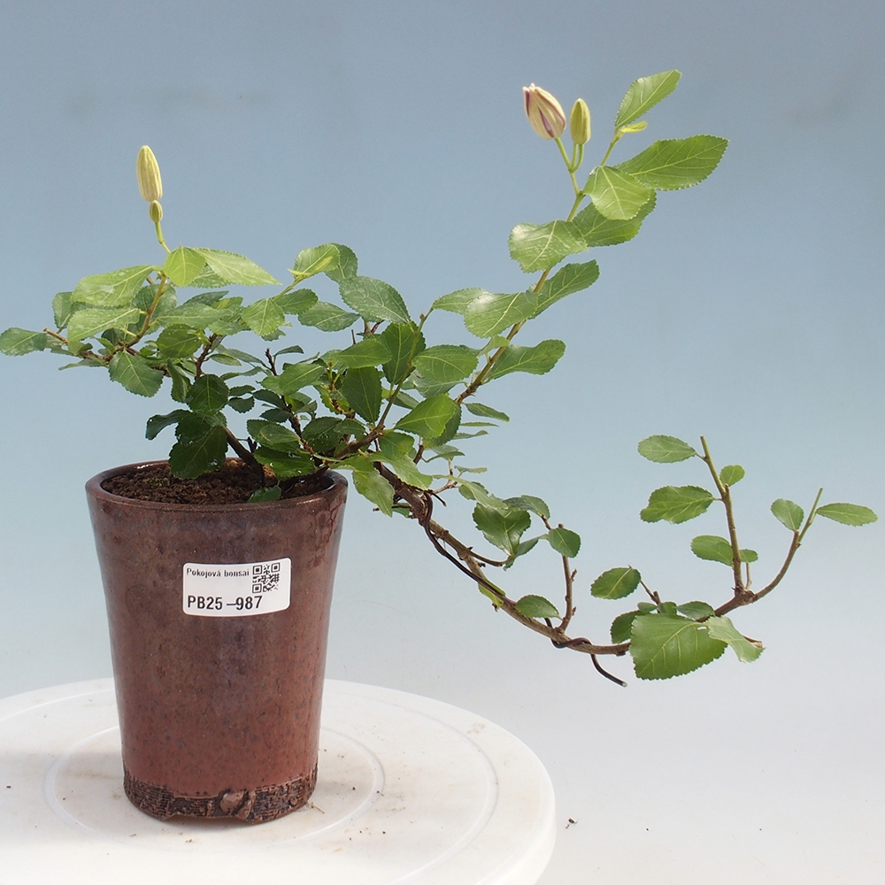 Pokojová bonsai - Grewia occidentalis - Hvězdice levandulová