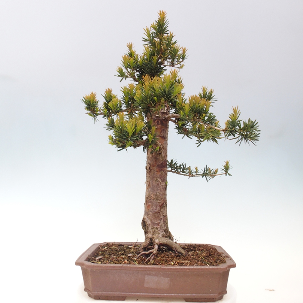 Venkovní bonsai - Taxus cuspidata  - Tis japonský