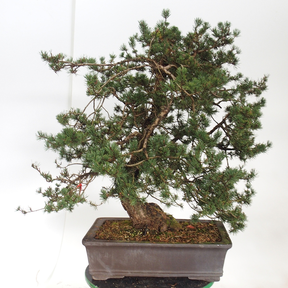 Yamadori - Pinus sylvestris Španělsko