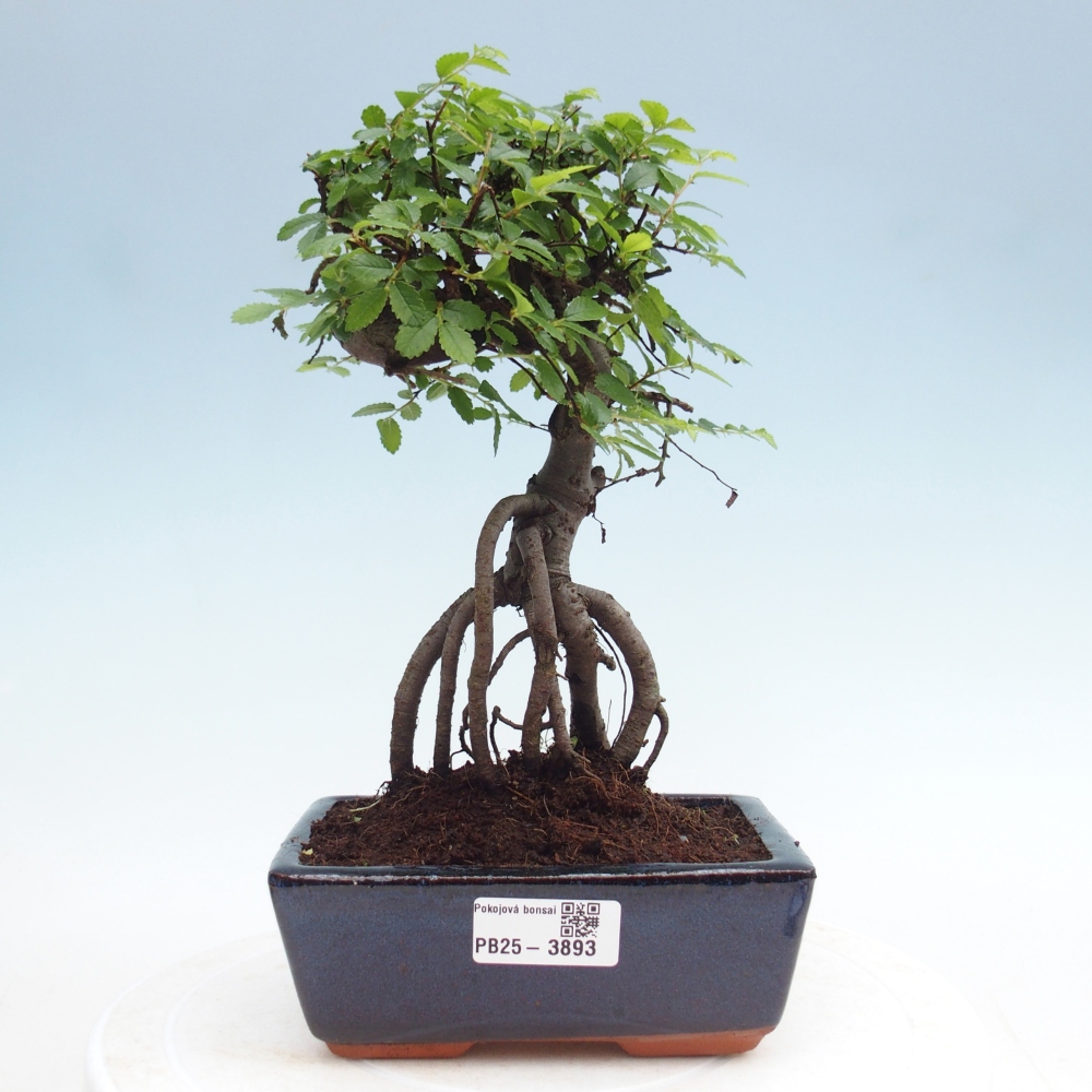 Pokojová bonsai - Ulmus parvifolia - Malolistý jilm