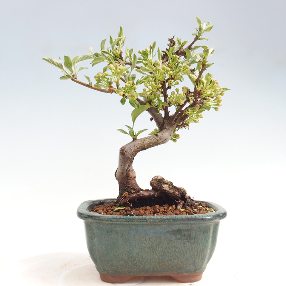 Venkovní bonsai - Malus sargentii -  Maloplodá jabloň