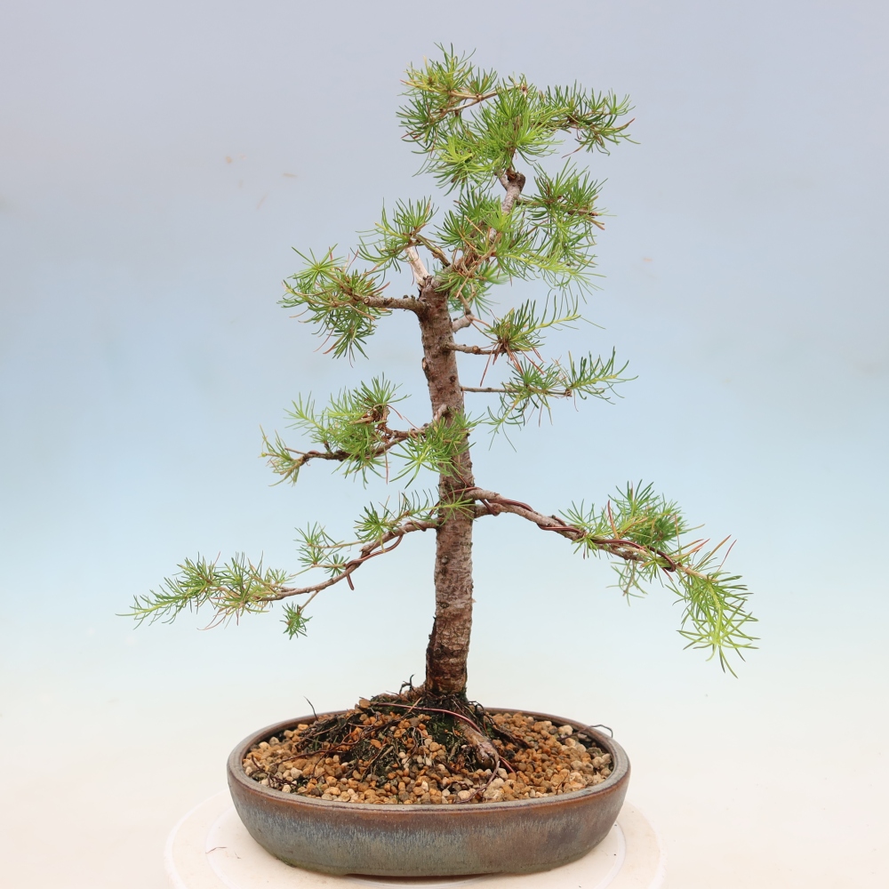 Venkovní bonsai -Larix decidua - Modřín opadavý 