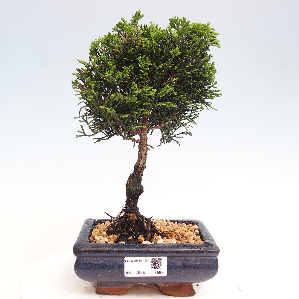 Venkovní bonsai - Cham.pis obtusa Nana Gracilis - Cypřišek