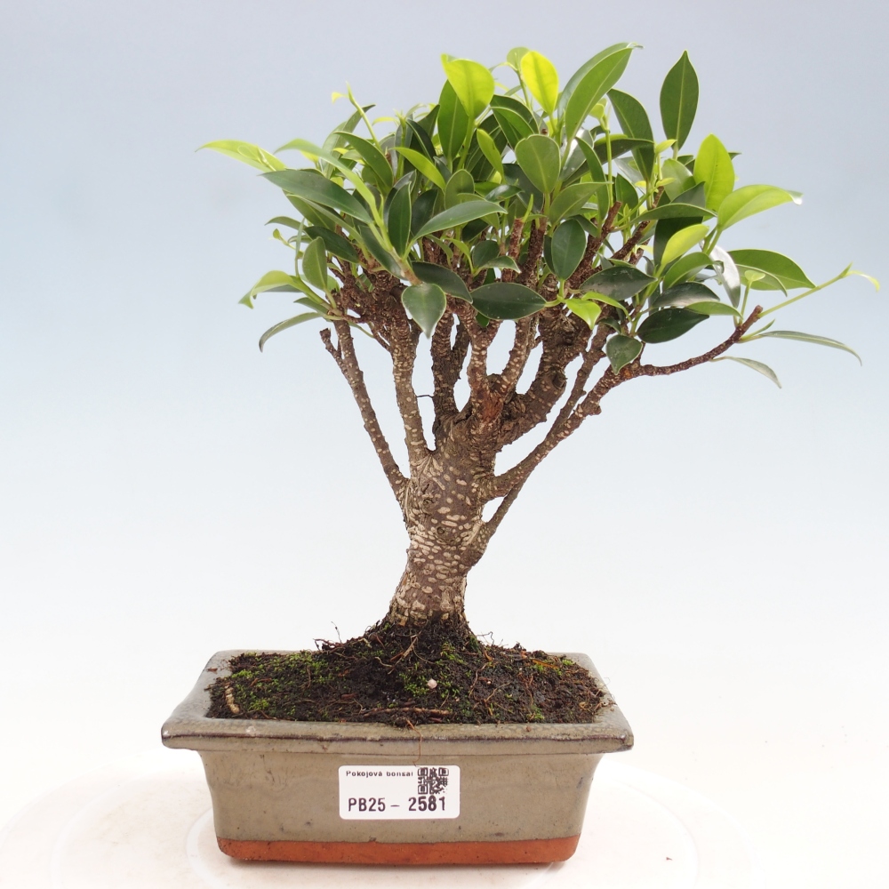 Pokojová bonsai - Ficus retusa -  malolistý fíkus