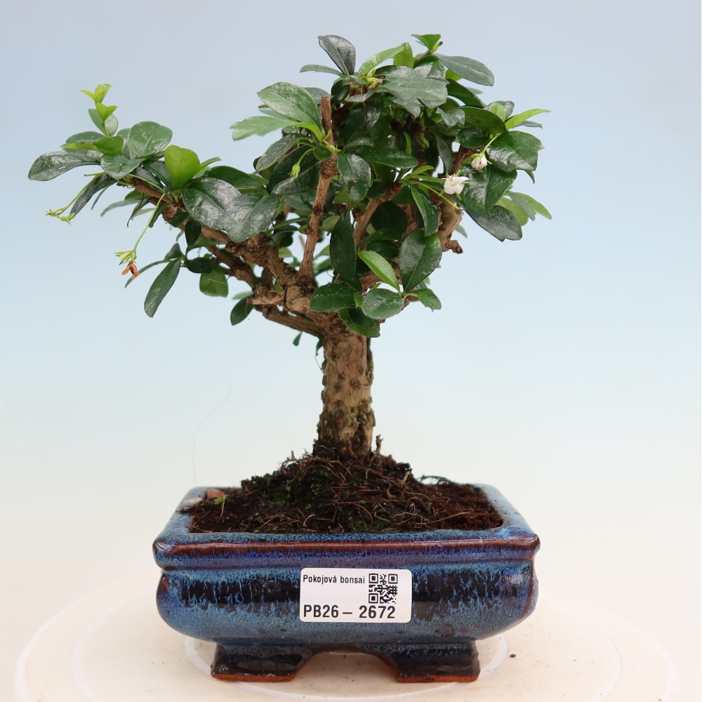 Pokojová bonsai - Carmona macrophylla - Čaj fuki