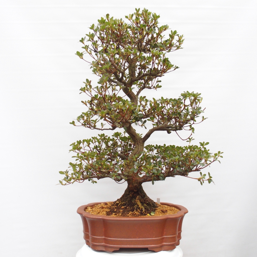 Venkovní bonsai - Japonská azalka - Azalea Sansei