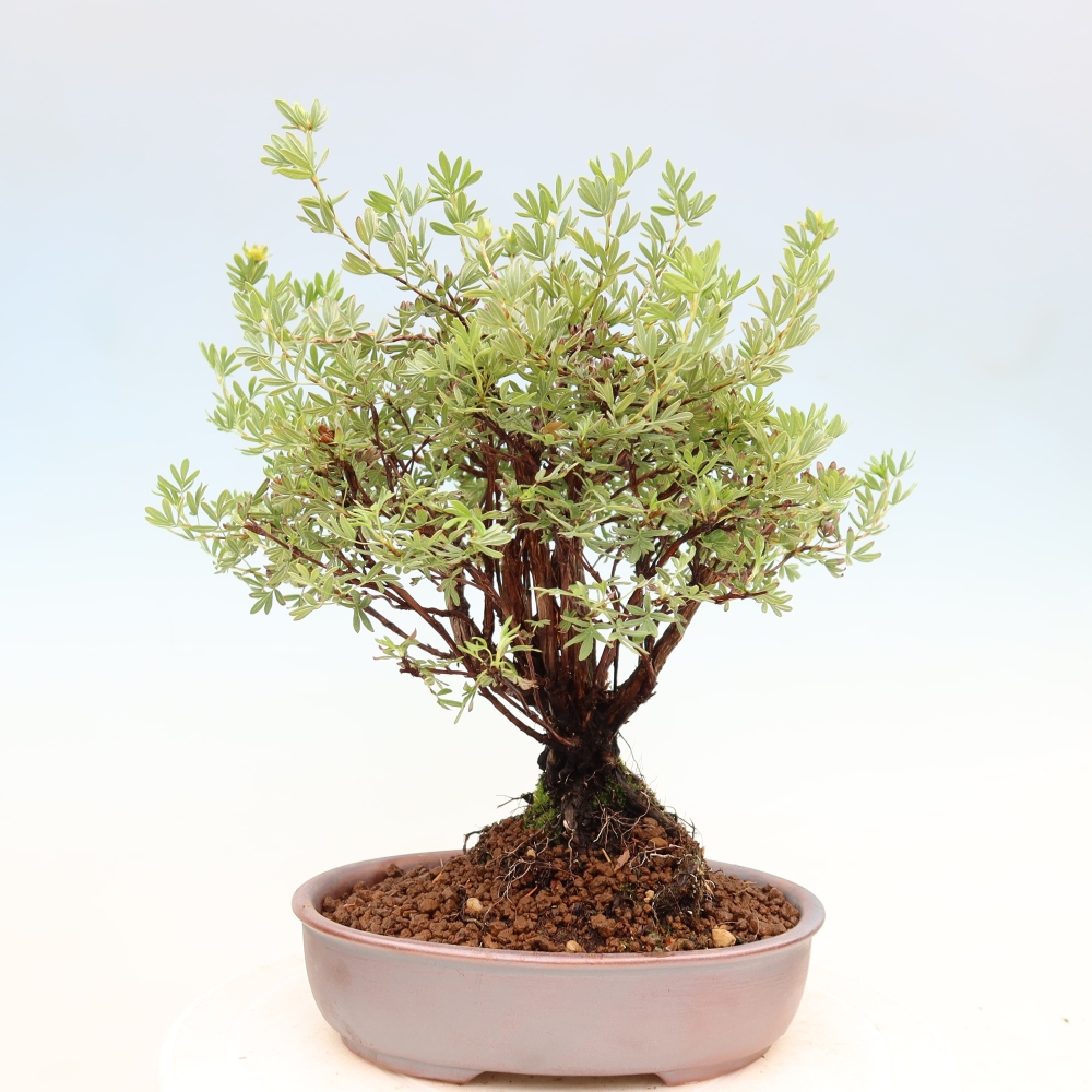 Venkovní bonsai-Mochna křovitá - potentila fruticosa 