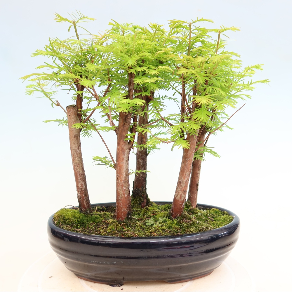 Venkovní bonsai - Metasequoia glyptostroboides - Metasekvoje čínská - lesík