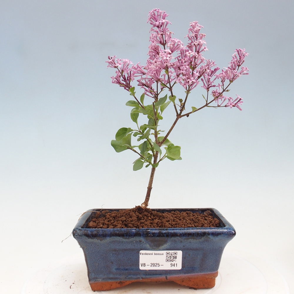 Venkovní bonsai - Syringa Meyeri Palibin - Šeřík Meyerův