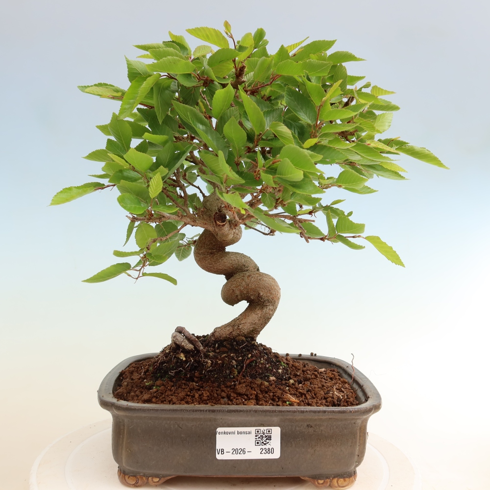 Venkovní bonsai -Carpinus coreana - Habr korejský