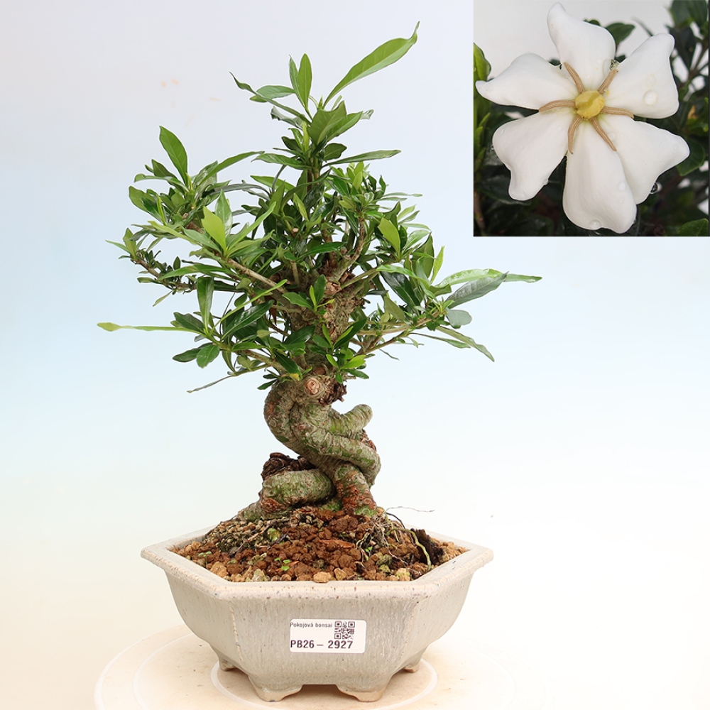 Pokojová bonsai - Gardenia jasminoides-Gardenie