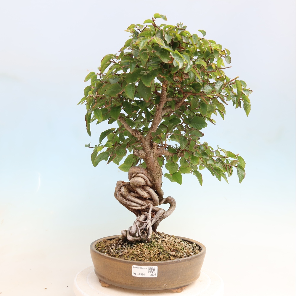 Venkovní bonsai -Carpinus CARPINOIDES - Habr korejský