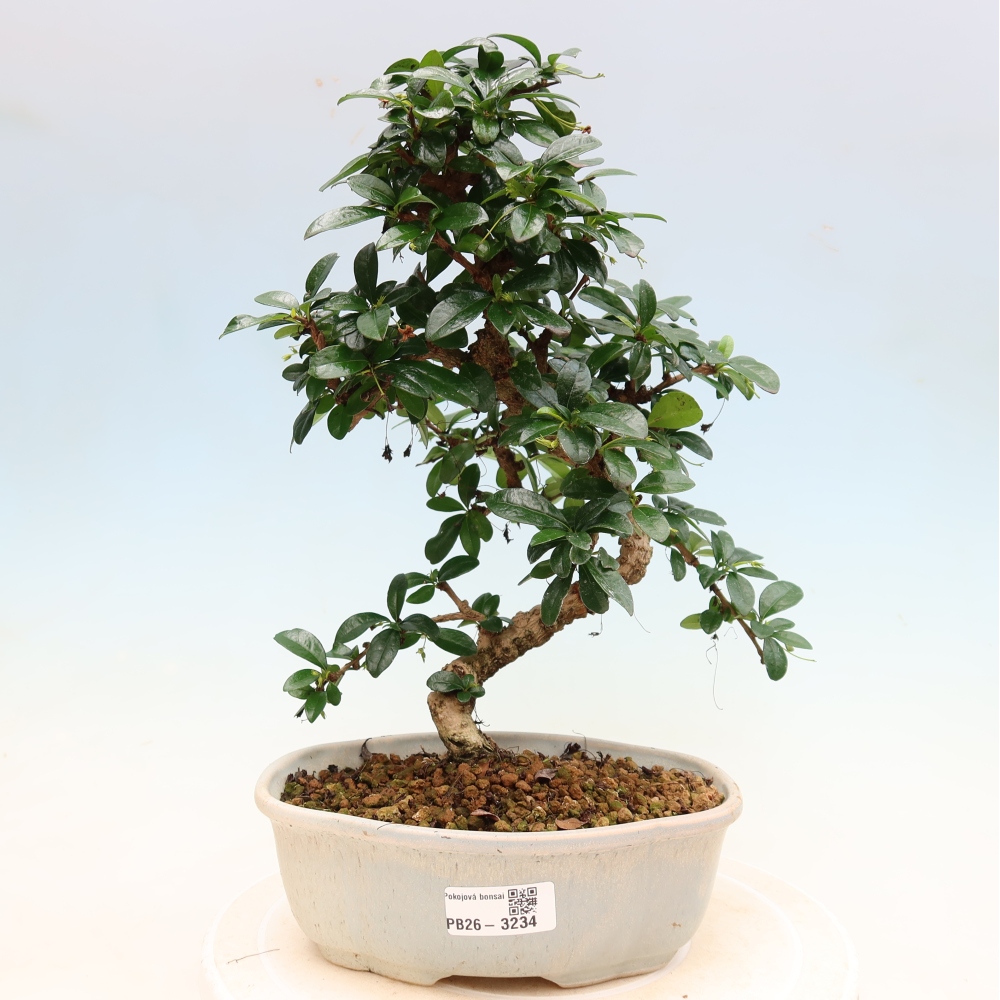 Pokojová bonsai - Carmona macrophylla - Čaj fuki