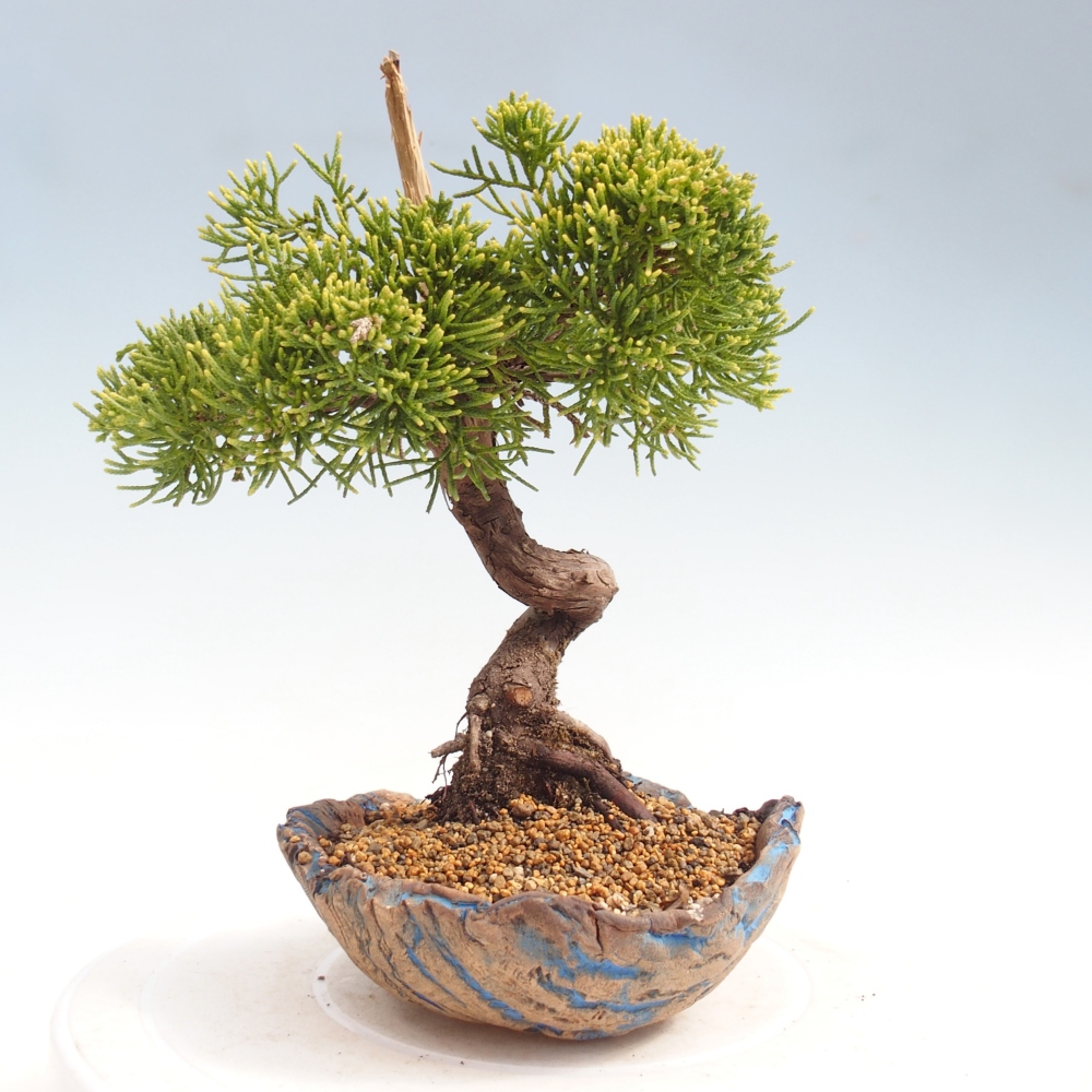 Venkovní bonsai - Juniperus chinensis Kishu -Jalovec čínský