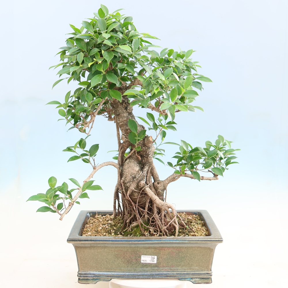 Pokojová bonsai - Ficus kimmen -  malolistý fíkus