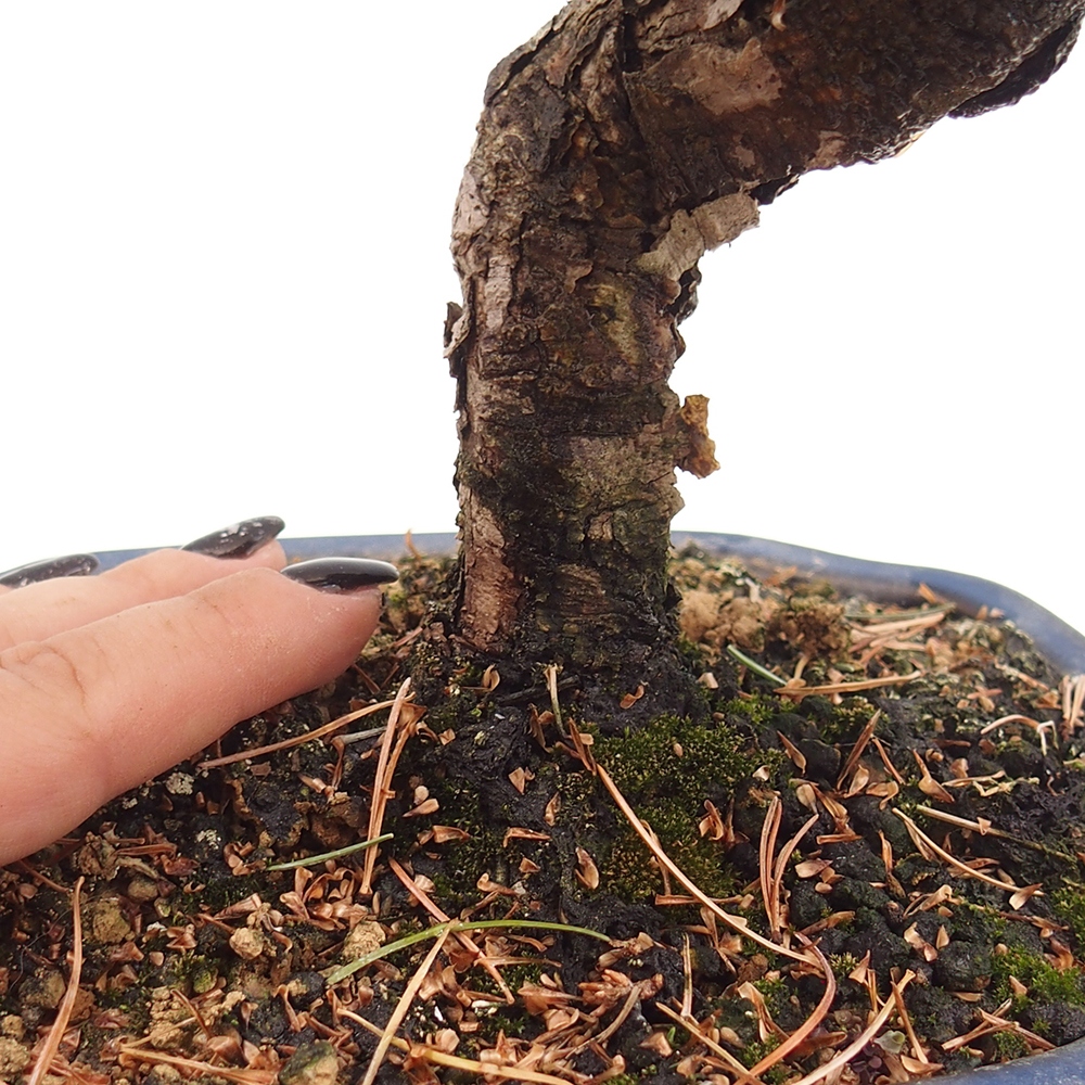 Venkovní bonsai - Pinus parviflora - Borovice drobnokvětá