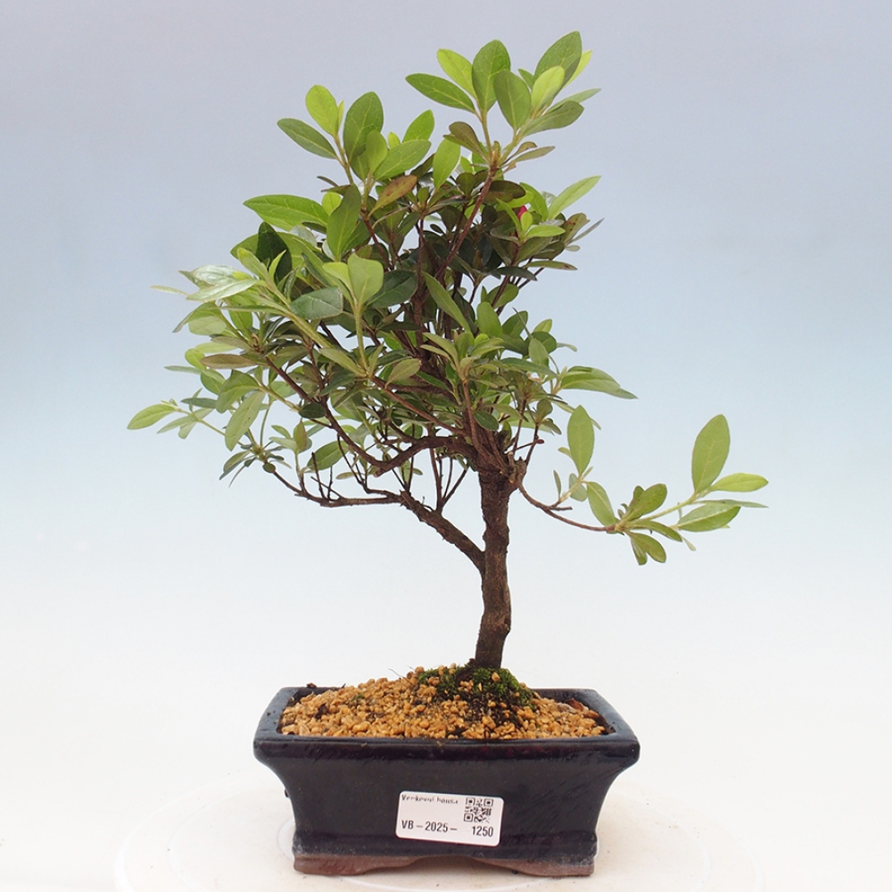 Venkovní bonsai - Japonská azalka - Azalea sp.