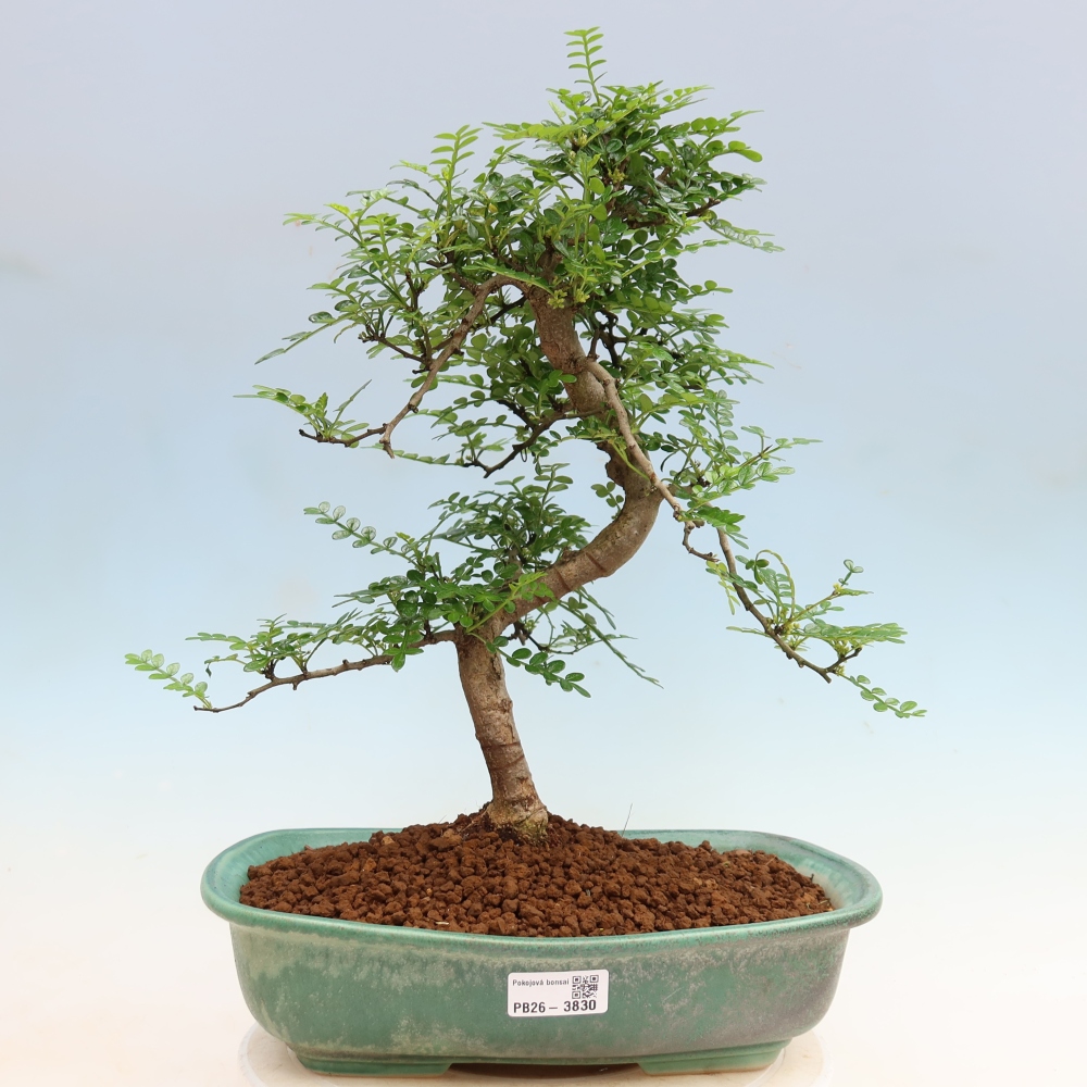 Pokojová bonsai - Zantoxylum piperitum - Pepřovník