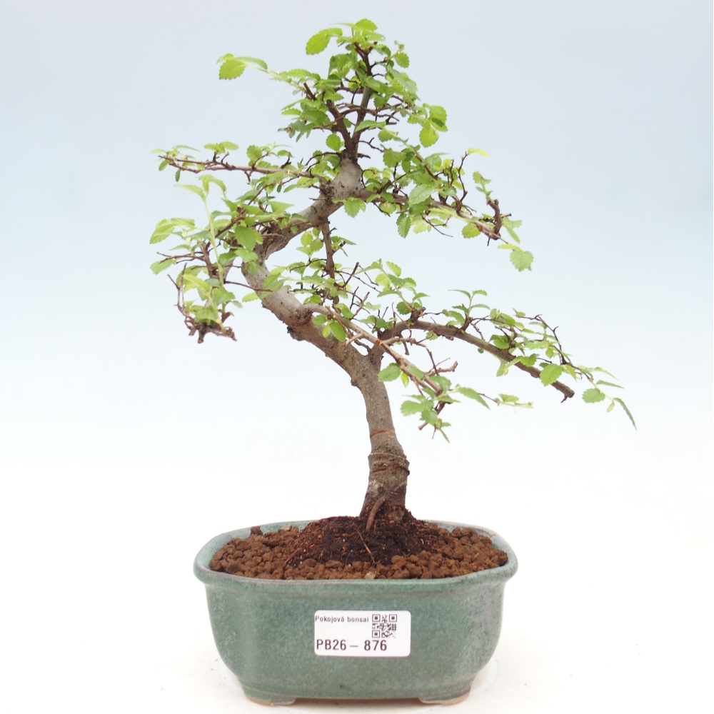 Pokojová bonsai - Ulmus parvifolia - Malolistý jilm