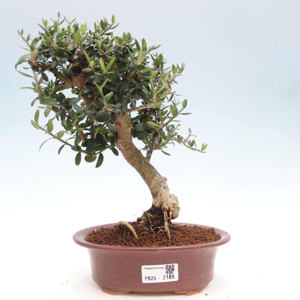 Pokojová bonsai - Olea europaea sylvestris -Oliva evropská drobnolistá