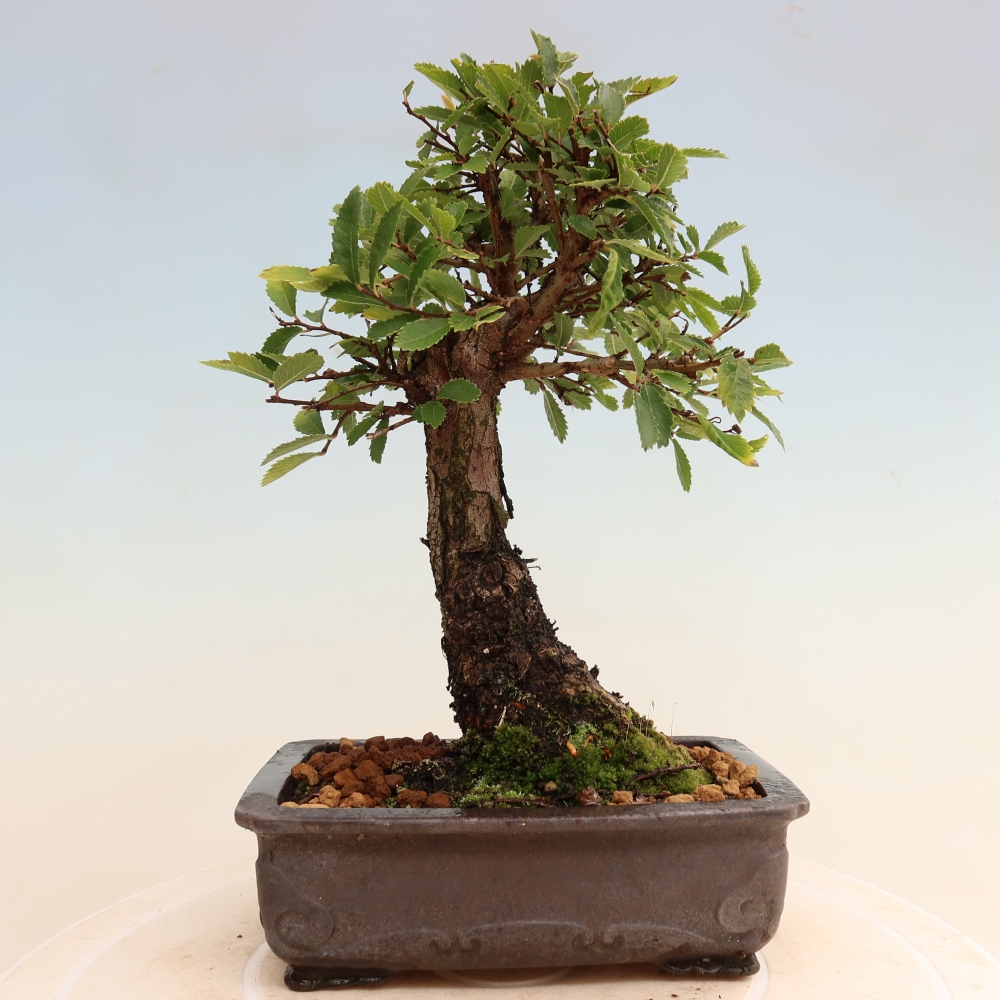Venkovní bonsai - Zelkova - Zelkova NIRE