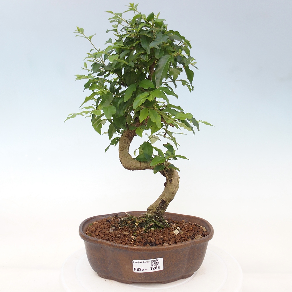 Pokojová bonsai -Ligustrum chinensis - Ptačí zob