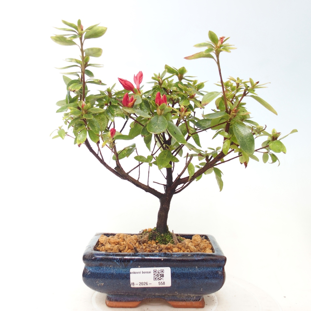 Venkovní bonsai - Japonská azalka - Azalea sp.