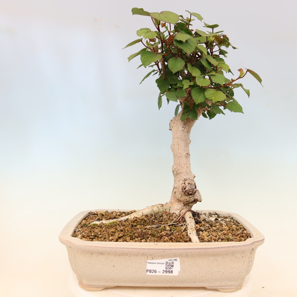 Pokojová bonsai - Hibiscus tiliaceus - Ibišek lípovitý, morský