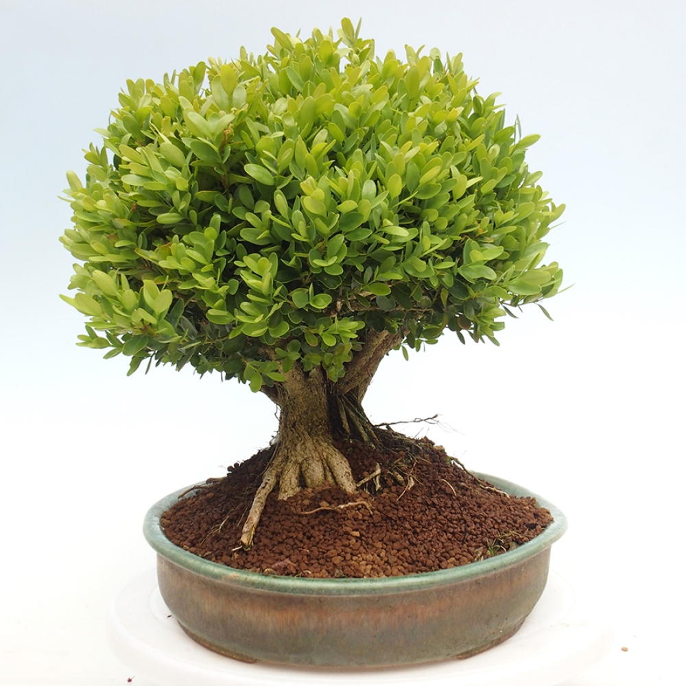 Venkovní bonsai - Buxus sempervirens - zimostráz
