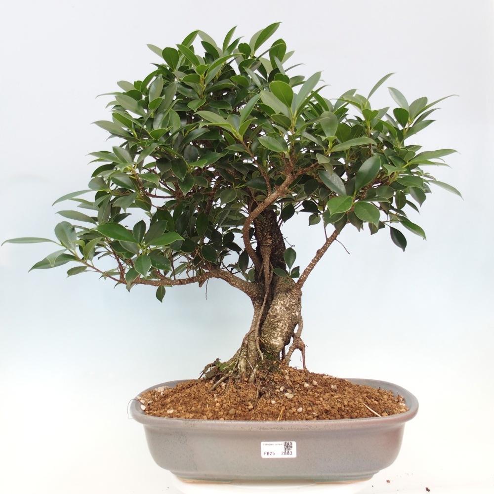 Pokojová bonsai - Ficus kimmen -  malolistý fíkus - POUZE OSOBNÍ ODBĚR nebo paletová přeprava