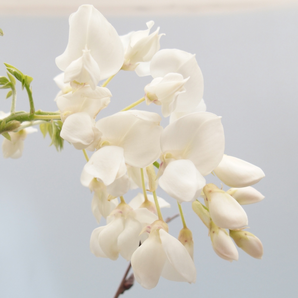 Venkovní bonsai - Vistarie  - Wisteria 